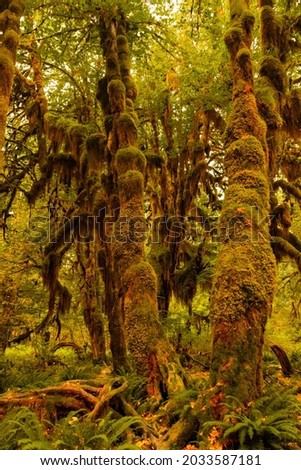 trees covered by moss in Hoh Rainforest Washington autumn vertical picture