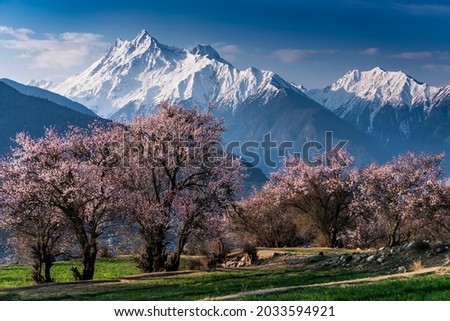 Peach blossom scenery of Linzhi, Tibet, China