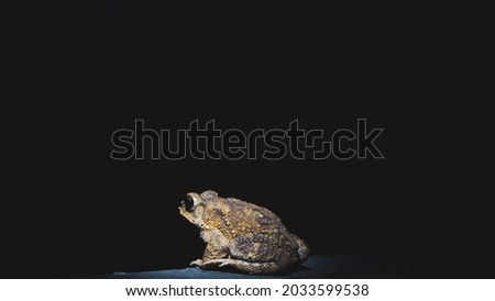 Close up picture of a young male brownish color toad sitting on the ground in the night with a black background