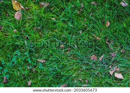 Green grass field, green lawn. Green grass for the golf course, soccer, football, sport. Green turf grass texture and background. High quality photo