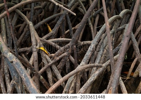 Tangle of mangrove roots, preventing anyone from entering, in a marshland area, on Gam Island, Raja Ampat, Indonesia