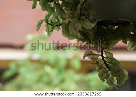 Fresh green leaves in front of the house on a blurred background