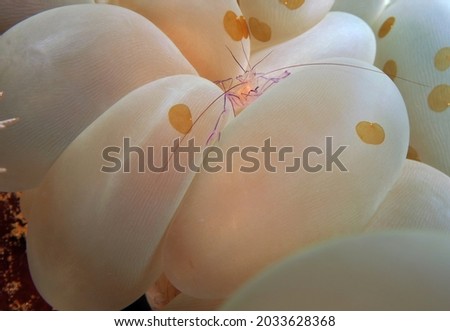 A Bubble coral shrimp in bubble coral Cebu Philippines                              