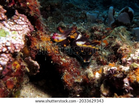 A Metasepia pfefferi more commonly known as Flamboyant cuttlefish Boracay Island Philippines                              