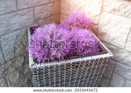 Purple sensation circle flower head in weave flowerpot at the corner of stone wall with sunlight in the building.