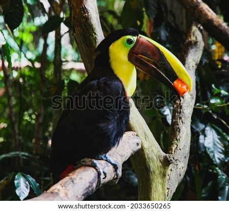 the rainbow toucan bird is one of the symbols of Costa Rica