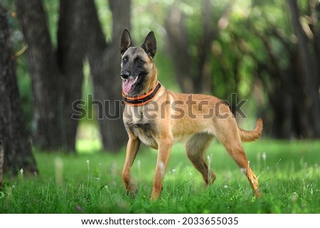 Belgian Shepherd Malinois stands in the grass in the forest  Royalty-Free Stock Photo #2033655035