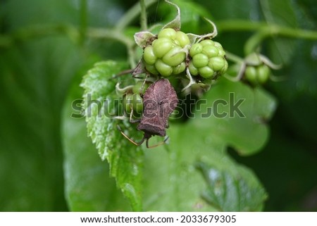 brown bug next to green unripe blackberries