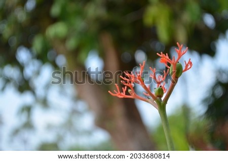 Caesalpinia pulcherrima flower growing in the legume family of Fabaceae