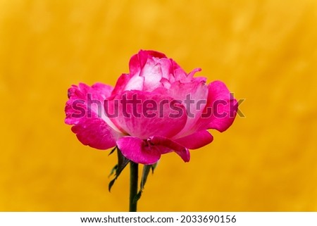 Pretty rose on orange background.