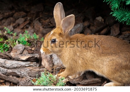 Selective focus. Wild, native young rabbit, Oryctolagus cuniculus. Rabbit is facing right. Space for copy. Horizontal. Brown rabbit in the wild. The Easter rabbit is real. Close-up