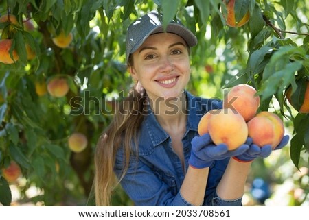 Successful young female farmer gathering crop of peaches in farm garden in summer, showing harvested ripe fruits .. Royalty-Free Stock Photo #2033708561