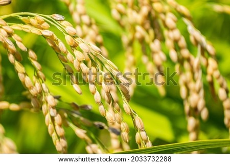 Ears of Rice Plants in Autumn or Fall in Japan, Agriculture and Harvest Background, Nobody Royalty-Free Stock Photo #2033732288