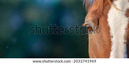 Horse portrait close up. Against the background dark green. Banner with place for text. Horizontal eye. Tenderness chill out. Relax
