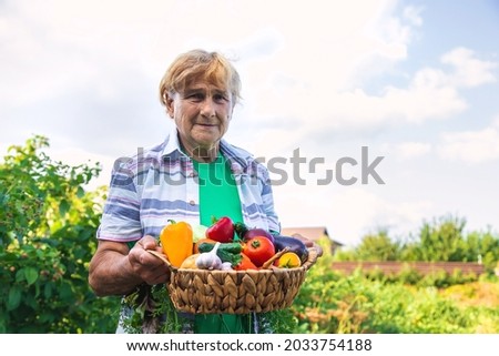Grandmother in the garden with a harvest of vegetables. Selective focus. Food.