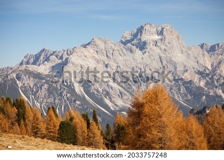 yellow larches at fall in the woods in front of Cristallo mount