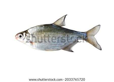 Freshwater fish isolated on white background