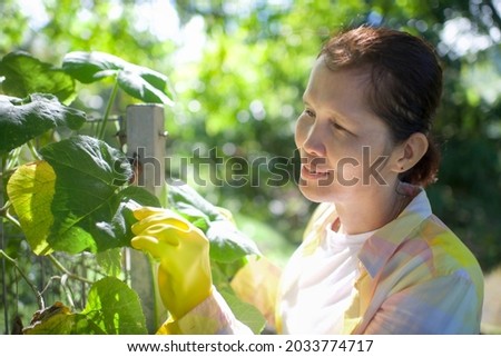 Asian woman in the outdoor farming.Pretty lady in the garden growing vegetables and plants. Owner and agriculture.Beautiful female farmer harvesting in farmland.Organic vegetation.Local produce.