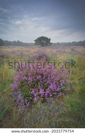 Flowering heather fields and foggy conditions at Sunrise in The Netherlands 