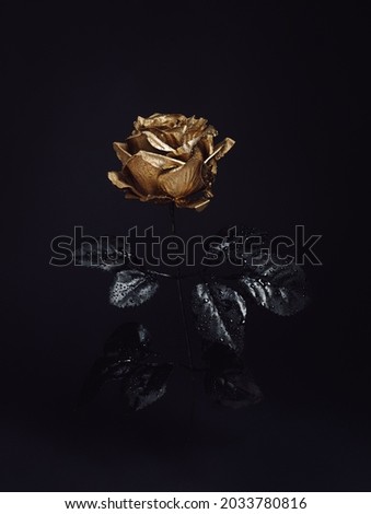 Beautiful golden rose flower with black leaves isolated on a dark black background. Creative Halloween or mystery concept. Elegant love and passion floral idea. Royalty-Free Stock Photo #2033780816