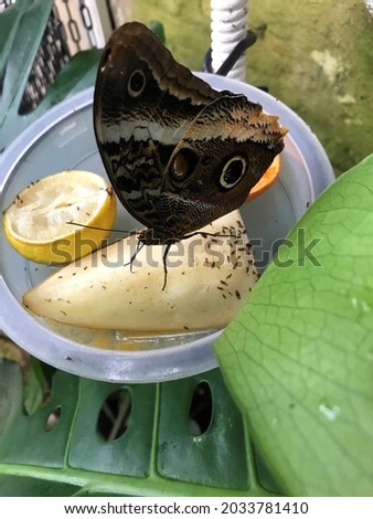 Pretty butterfly feeding on fruit