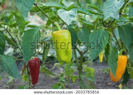 Multicolored Bulgarian pepper growing in the open ground. A fresh crop of vegetables.