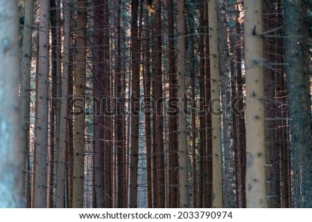 Dense pine tree forest natural texture background. Pine forest tree trunks in summer morning