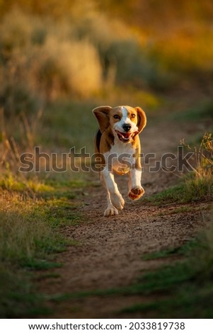 photo of a Beagle running outside