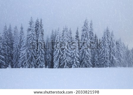 Foggy landcscape on the cold winter morning. Snowfall in the forest. Pine trees in the snowdrifts. Snowy background. High mountain. Nature scenery. Location place the Carpathian, Ukraine, Europe.
