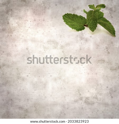 square stylish old textured paper background with green sprigs of Mint
