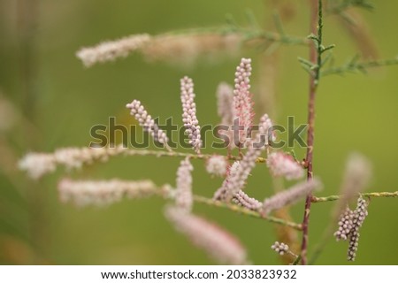 Flora of Gran Canaria - inflorescences of small pink flowers of Tamarix canariensis, 
plant endemic to Canary Islands, natural macro floral background
