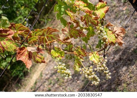 Plant disease, destroyed grapes. Esca Royalty-Free Stock Photo #2033830547