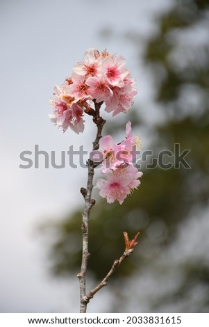 Pink cherry blossom in the background blue sky
