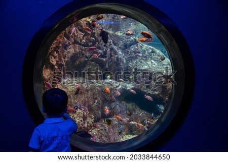 A child is watching the fish in an Aquarium in Istanbul, Turkey. 