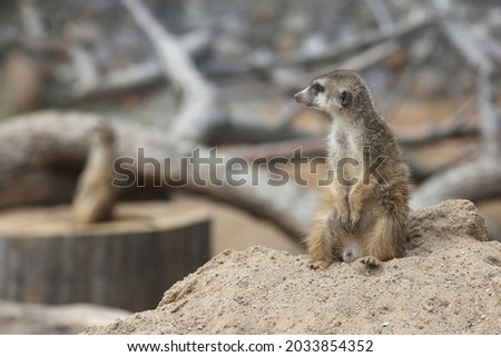 cute meerkat ( Suricata suricatta ) sitting on the sand