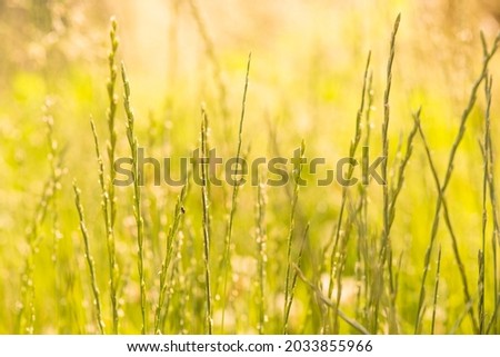 spikelets of herbs and plants and a fly on them on a sunny summer day