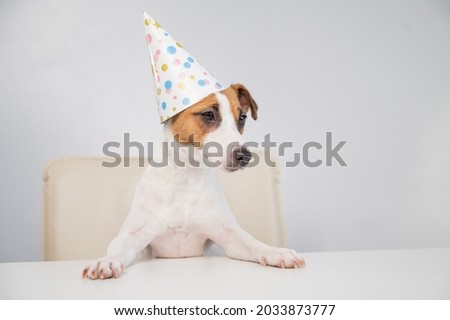 Portrait of dog jack russell terrier in a party hat at the table on a white background