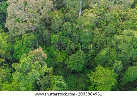 An aerial view of tropical rainforest in Borneo