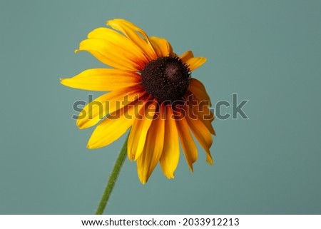Yellow  flower rudbeckia isolated on green background.