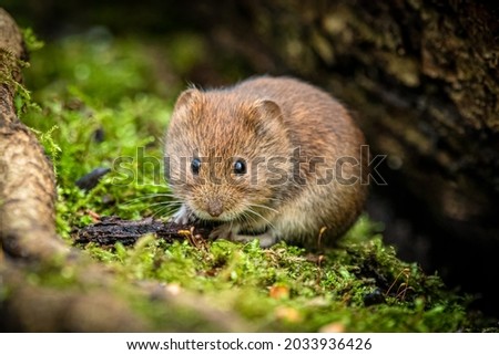 Bank Vole on a mossy log Royalty-Free Stock Photo #2033936426