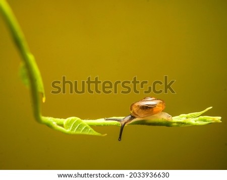 a snail that was attached to the end of wild foliage