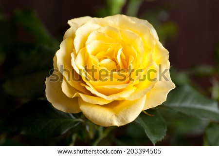closeup of beautiful yellow rose