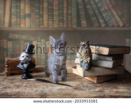 Little cute kitten on wooden table in the library