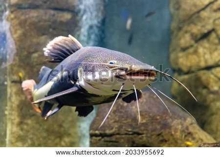Sad multicolored fish in the aquarium. Animals in captivity. The redtail catfish, Phractocephalus hemioliopterus, is a pimelodid (long-whiskered) catfish. The close-up. Royalty-Free Stock Photo #2033955692