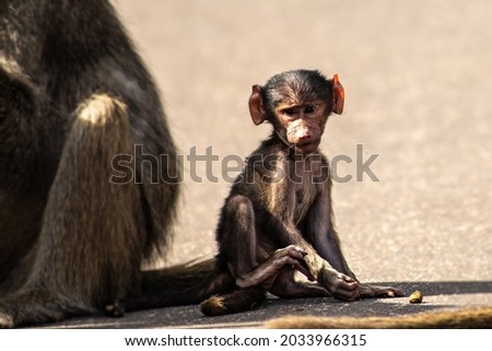 Baby Baboon in moms shadow