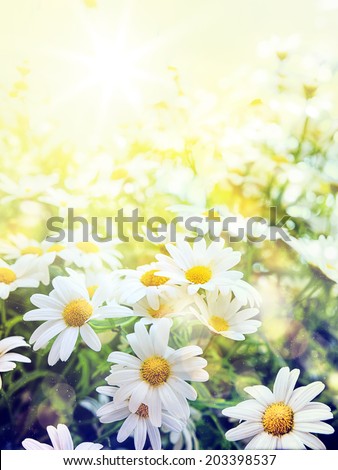 Art high light; Bright summer flowers Natural background, retro filter