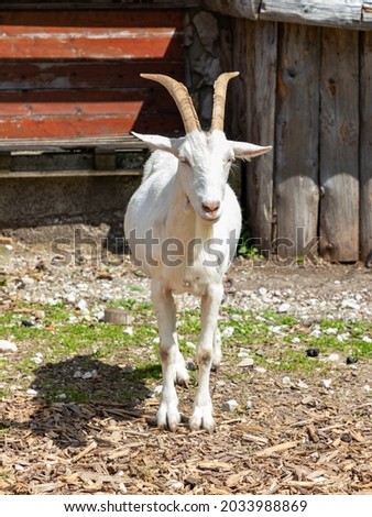 A picture of a white goat.