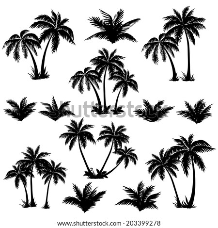 Set tropical palm trees with leaves, mature and young plants, black silhouettes isolated on white background. Vector Royalty-Free Stock Photo #203399278