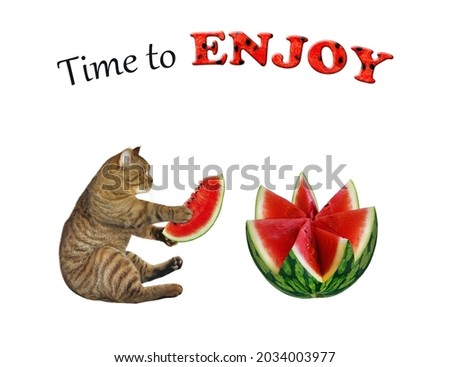 A beige cat is sitting near a watermelon, carved in the shape of a flower. Time to enjoy. White background. Isolated.