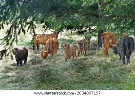                  highland cattle with calves in the forest              